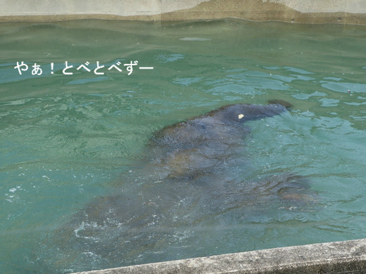 水の中に潜水中のアフリカゾウの子象の砥愛ちゃん