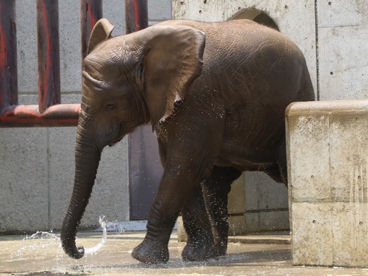 アフリカゾウの写真満載のブログ：やぁ！とべとべずー