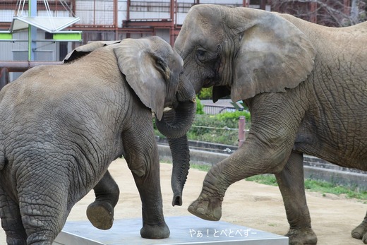 日本で唯一血縁関係のあるアフリカゾウの親子が暮らす愛媛とべ動物園