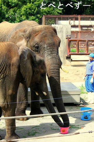 とべ動物園アフリカゾウのブログ：やぁ！とべとべずー