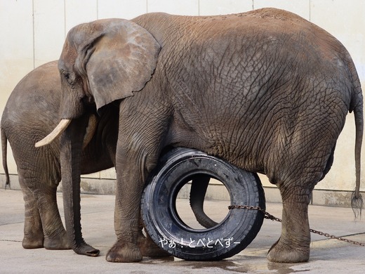 とべ動物園アフリカゾウ：リカ母さん（メス、推定３５歳）