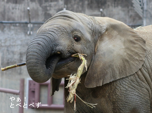 とべ動物園アフリカゾウのブログ：やぁ！とべとべずー
