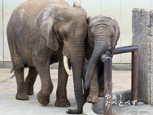 とべ動物園ブログ:砥愛、ティア、フー、ニコ、ハヤト