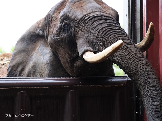 アフリカゾウの写真満載のブログ：やぁ！とべとべずー