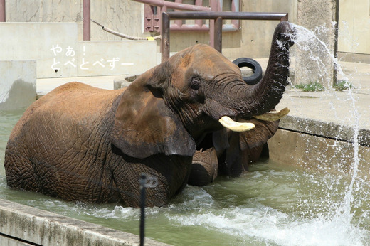 とべ動物園アフリカゾウのブログ：やぁ！とべとべずー