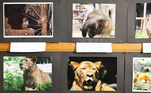 とべ動物園写真コンクール展