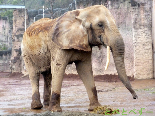 多摩動物公園アフリカゾウのアコ（49歳）