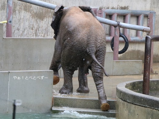 とべ動物園アフリカゾウ:やぁ!とべとべずー