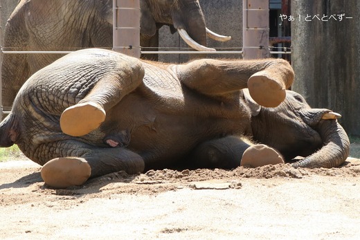 砂場で横たわって遊ぶアフリカゾウの子ゾウ：愛媛県立とべ動物園