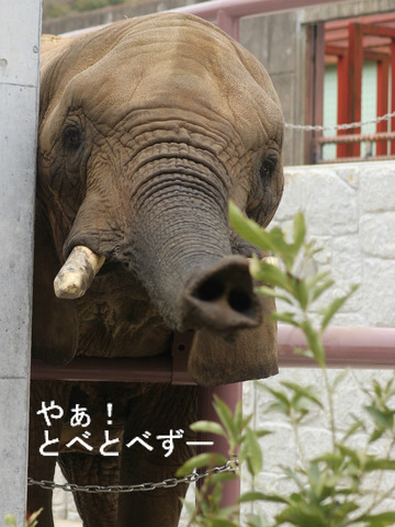 とべ動物園アフリカゾウ：アフ、リカ、媛、砥夢、砥愛
