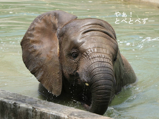 とべ動物園アフリカゾウ