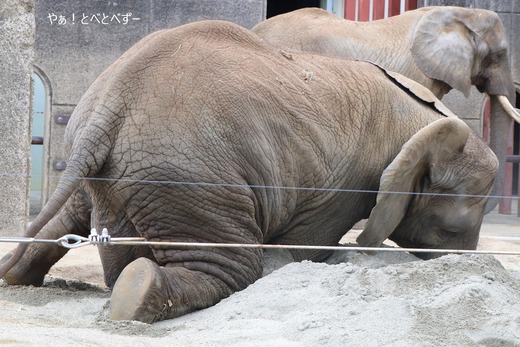 日本で最年少のアフリカゾウ：砥愛