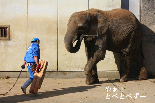 アフリカゾウのレジェンド飼育員・椎名修さんと媛ちゃん