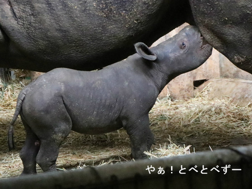 おっぱいを吸っているヒガシクロサイの赤ちゃん:愛媛とべ動物園