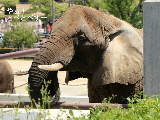 とべ動物園アフリカゾウのブログ:やぁ!とべとべずー
