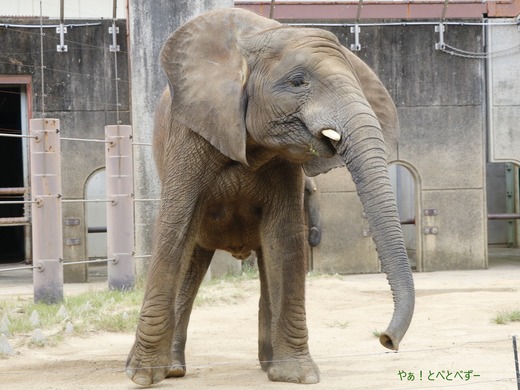 とべ動物園アフリカゾウのブログ:やぁ!とべとべずー