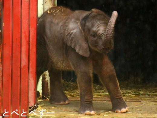 とべ動物園 アフリカゾウ