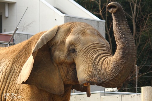 とべ動物園アフリカゾウ:アフ父さん
