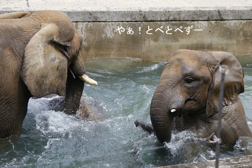 とべ動物園アフリカゾウ：媛ちゃん（メス、１０歳）