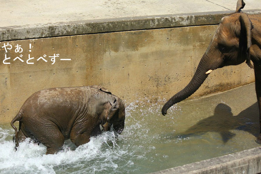 媛ちゃん、砥愛ちゃん、プール