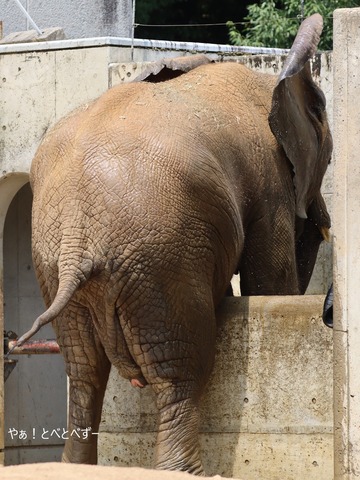 アフリカゾウ、マルミミゾウ大好きブログ:やぁ!とべとべずー