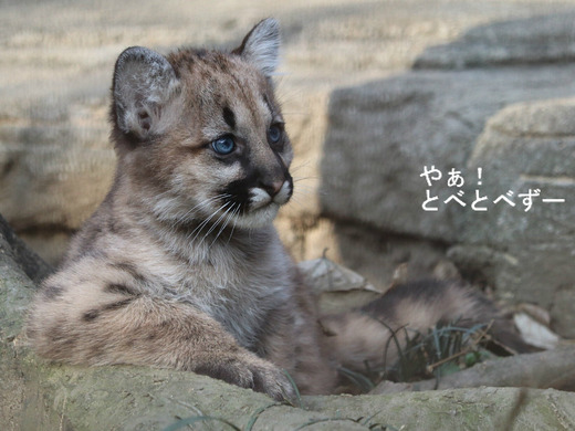 とべ動物園ブログ:やぁ!とべとべずー