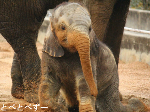 アフリカゾウ：砥愛（とあ、2013年6月1日生まれ）