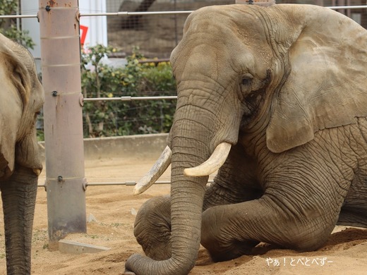 アフリカゾウ写真家：矢野賢一（やぁ！とべとべずー）