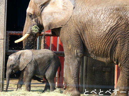 日本で唯一アフリカゾウの親子が暮らす愛媛県立とべ動物園