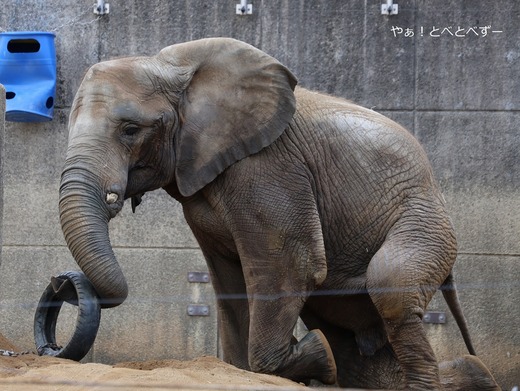 とべ動物園ブログ：やぁ！とべとべずー