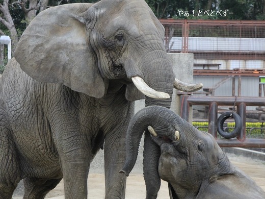 アフリカゾウ、アジアゾウ大好きブログ:やぁ!とべとべずー
