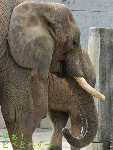 とべ動物園ブログ:リカ、クー、ピース、フー、ティア、ハヤト