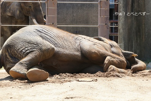 日本で最年少のアフリカゾウの子ゾウの砥愛：愛媛とべ動物園県立