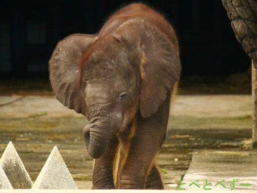 とべ動物園 アフリカゾウの赤ちゃん:砥愛(とあ)ちゃん