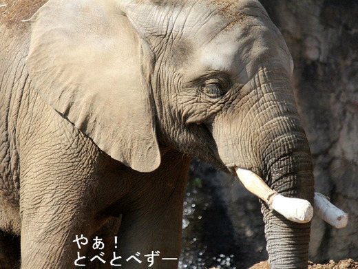 アフリカゾウの写真満載のブログ：やあ！とべとべずー