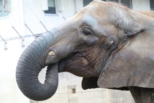 とべ動物園アフリカゾウ:媛ちゃん(メス、14歳)
