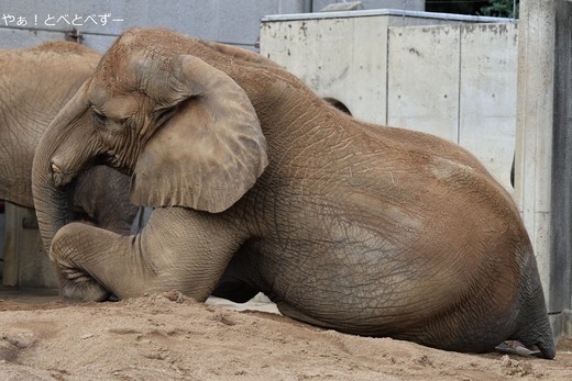 とべ動物園ブログ:媛、クレイ