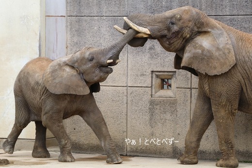 アフリカゾウ大好きブログ：やぁ！とべとべずー