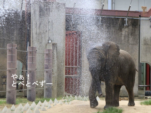 とべ動物園アフリカゾウ:砥愛ちゃん(メス、4歳)