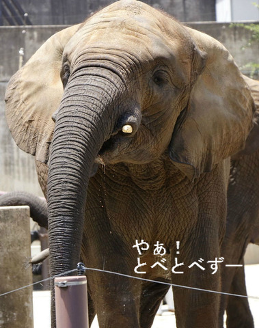 スイカが大好物のアフリカゾウの親子