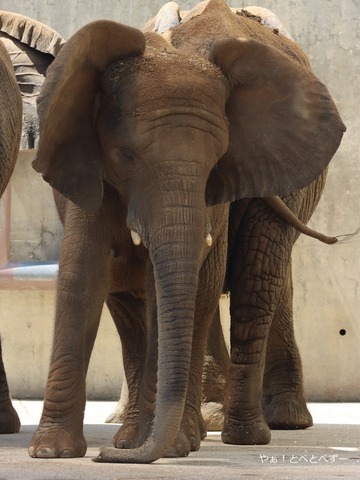 とべ動物園アフリカゾウのブログ:やぁ!とべとべずー