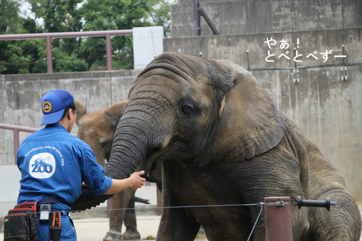 とべ動物園ブログ：ゾウ、ホッキョクグマ、ライオン、サーバル