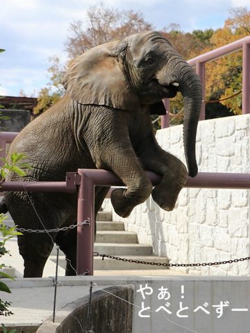 とべ動物園ブログ:やぁ!とべとべずー