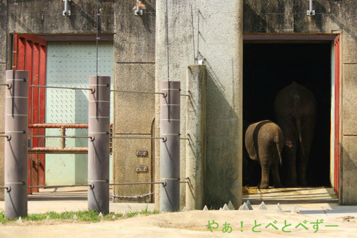 とべ動物園ブログ:アフリカゾウ、ピース、チンパンジー