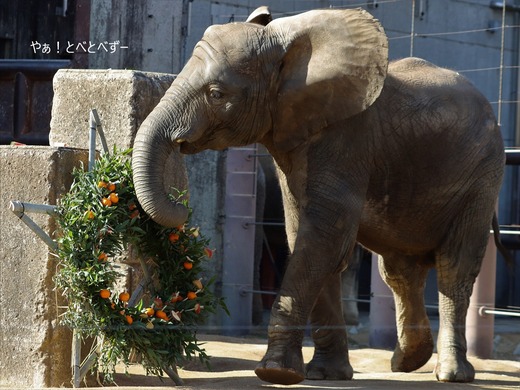 とべ動物園ブログ:やぁ!とべとべずー