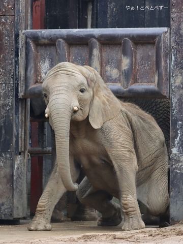とべ動物園アフリカゾウ：砥愛ちゃん（メス、１２歳）