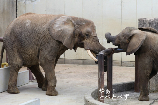 日本で唯一アフリカゾウの子象が見らえる愛媛とべ動物園