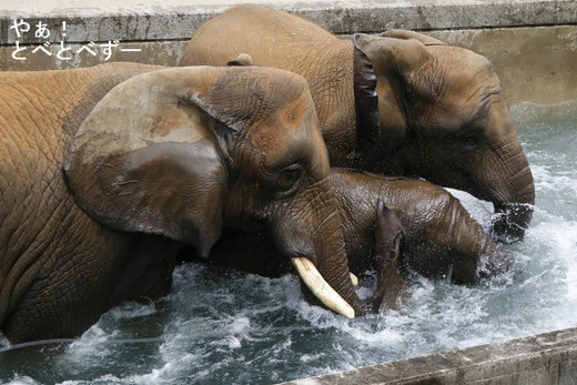 とべ動物園ブログ：砥愛、ピース、柑太郎、砥々丸