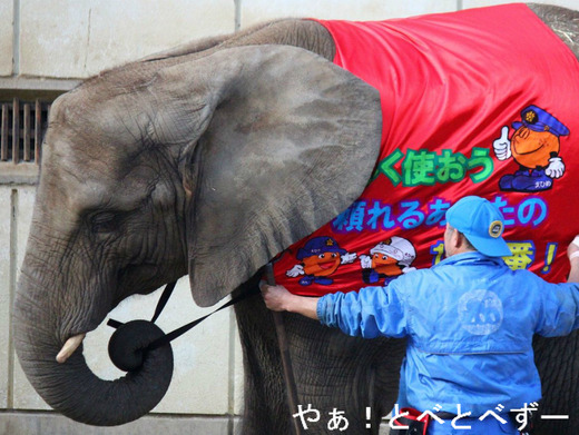 アフリカゾウ飼育員の椎名修(愛媛とべ動物園)と媛ちゃん
