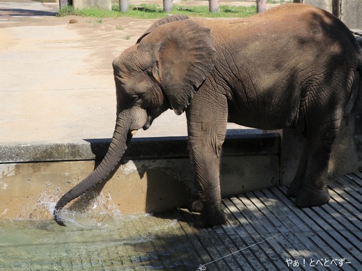 水浴びをするアフリカ象